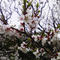【清田区】梅がキレイでした～平岡公園～