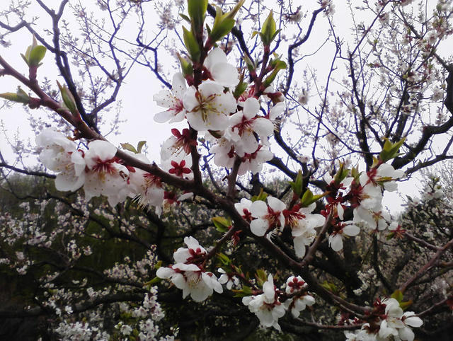 【清田区】梅がキレイでした～平岡公園～