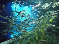 【千歳市】自然を学べる千歳水族館